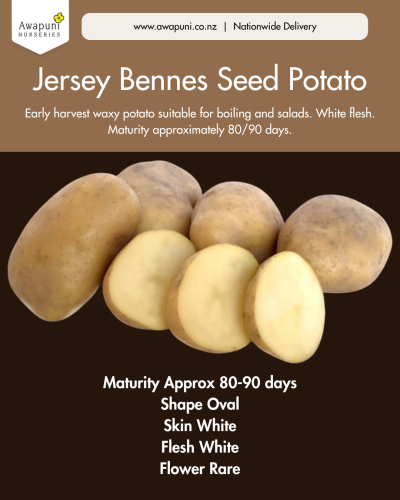 Potato Jersey Bennes 1kg